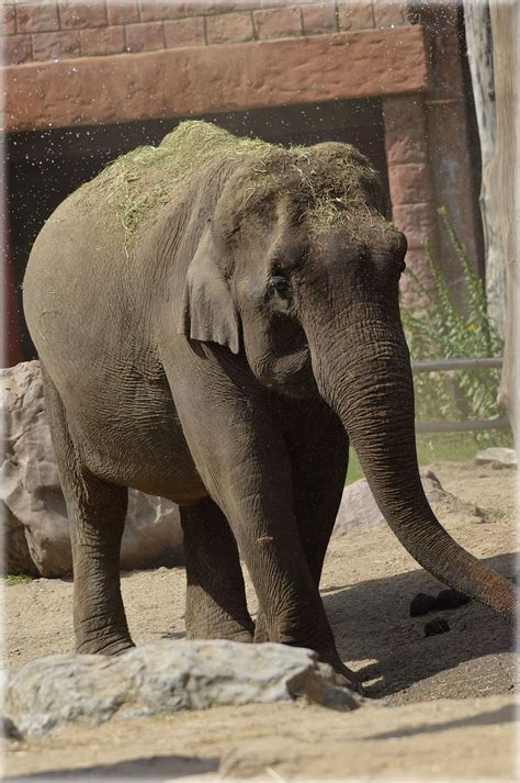 Hd Wallpaper Elephant Animal Trunk Wild Wildlife Zoo Mammal