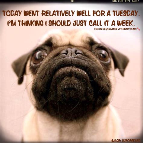 I wish i never met you quotes : Ahahahahahaha!!! | ☀ Days of the Week ☁ | Pinterest | Tuesday humor, Dog funnies and Animal humour
