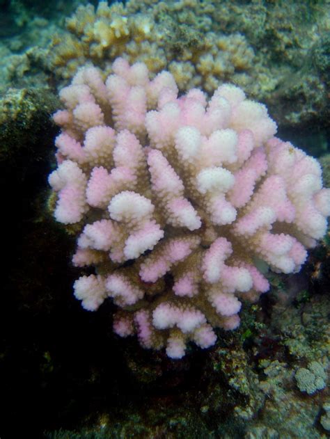 Public Domain Picture Coral Bleaching Id 13978748428465