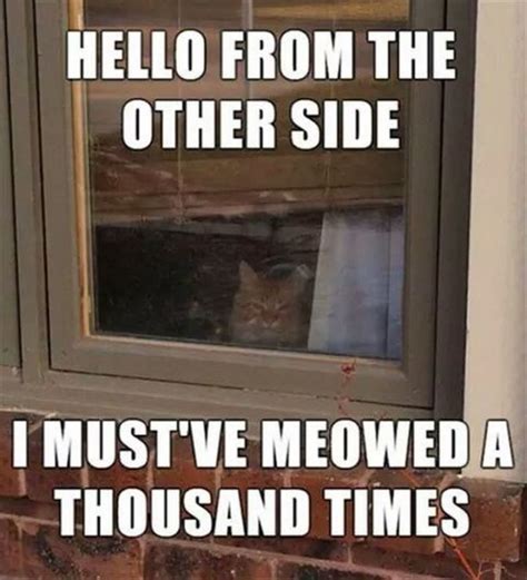 Funniest Cat Memes Ever Will Make You Laugh Right Meow
