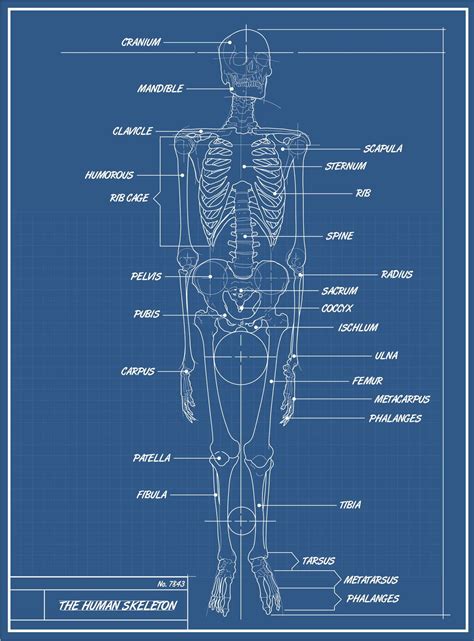 Human Skeleton Blueprint Biomedical Science Skeletal System Blueprints
