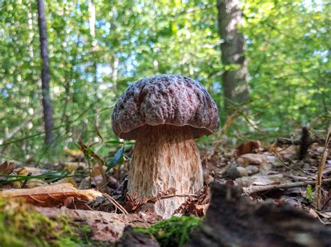 Boletus Aereus The Ultimate Mushroom Guide