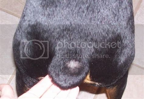 Little Bald Spot By Orsons Stub Doberman Forum Doberman Breed Dog