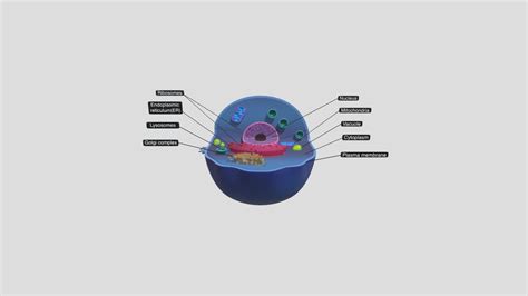 Eukaryotic Cell 3d Model By Satheesh3dgeneralist Ccc383a Sketchfab