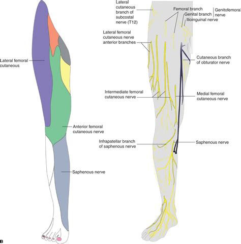 Cutaneous Nerves Anatomy Chart Anterior Nerve Anatomy Nervous Riset