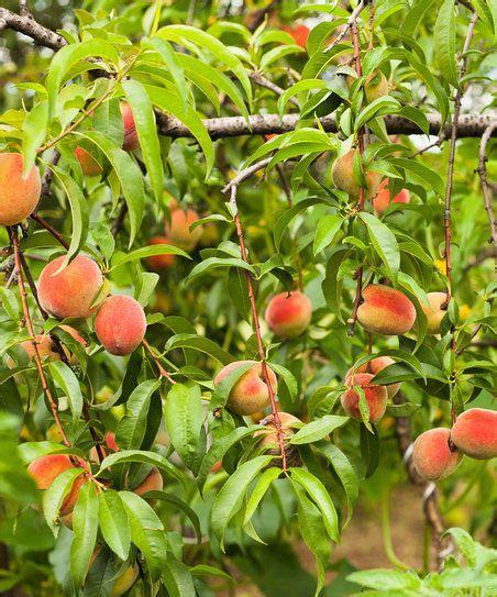 Seedling And Sprout Live Peach Me Red Patio Tree Patio Trees Red