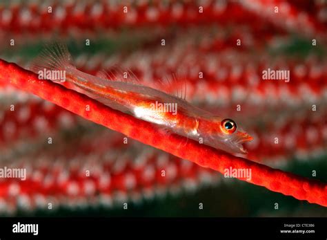 Ghost Goby On Whip Coral Hi Res Stock Photography And Images Alamy