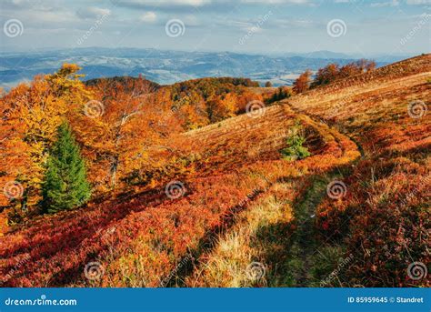 Autumn Trail Leading Into The Mountains And Evergreen Tree Gold Stock