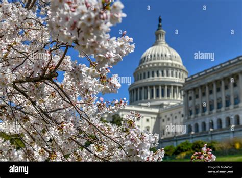 Capitol Building Cherry Blossoms Washington Stock Photos And Capitol
