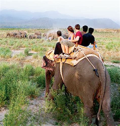 Lets Go Wild With Jungle Safaris In India The Economic Times