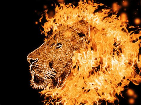 Lion Of Flame By Spartanz27 On Deviantart