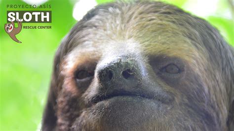 Sloth Sanctuary La Fortuna Costa Rica Proyecto Asis
