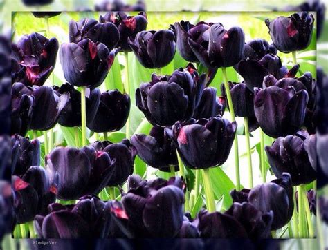 The Queen Of Night Or Black Tulips Spring Garden Flowers Tulips