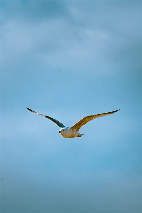 Seagull Bird Flight Sky Hd Phone Wallpaper Peakpx