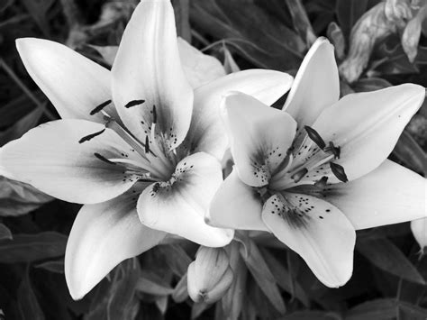 Free Download Previous Image Go Back To Black And White Flower