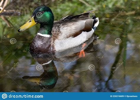 Male Wild Duck Anas Platyrhynchos Reflected In Water Stock Image