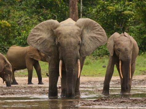 Elephants in Africa Face Grave Extinction Threat, New Expert Assessment