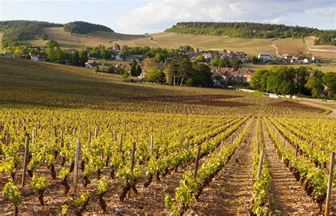 Blog Bourgogne Actualité vigne et vin Bourgogne