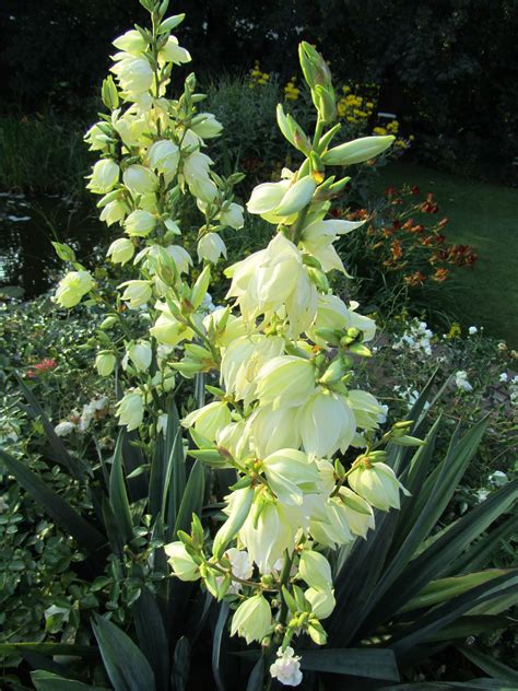 We did not find results for: Die Yucca-Palme | Palmen garten, Yucca palme, Palmen