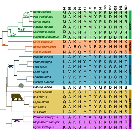 Coronavirus Sars Cov 2 Responsible For The Covid 19 Pandemic Is A