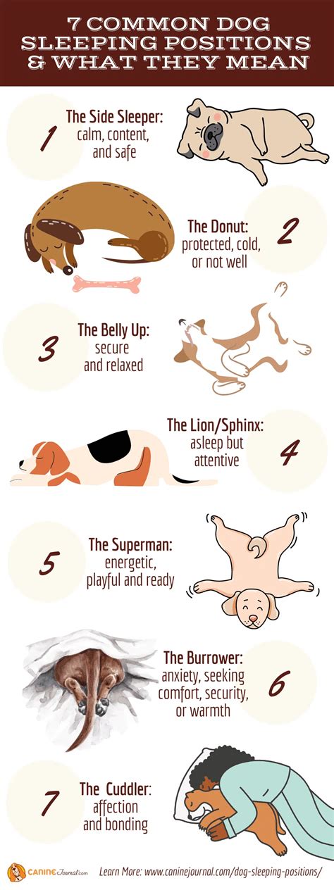 7 Common Dog Sleeping Positions And What They Mean Canine Journal