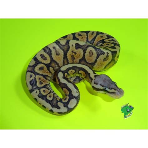 Pastel Fire Yellow Bellied Orange Ghost Ball Python Hatchling