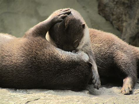 Otters Cuddling By Matt Fox Redbubble