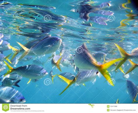 Marine Life Under Great Barrier Reef Royalty Free Stock