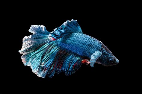 Betta Fish Wallpapers Top Free Betta Fish Backgrounds Wallpaperaccess