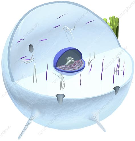 Human Cell Illustration Stock Image C0392440 Science Photo Library