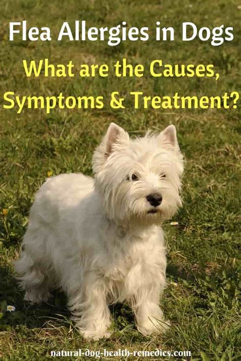 Flea Allergies In Dogs Symptoms Treatment And Remedies