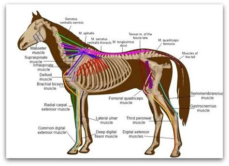 Vascular smooth muscle cells (vsmcs) are the stromal cells of the vascular wall and are responsible for regulating arterial tone, blood pressure, and blood supply of the tissues. horse muscles diagram | Horses, Horse anatomy, Horse massage