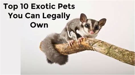 Top 10 Exotic Pets You Can Legally Own Youtube