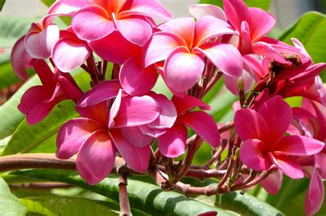 Pinterest com contoh lukisan bunga kamboja yang rimbun. √ 20+ Gambar Bunga Kamboja Cantik - Servergambar01