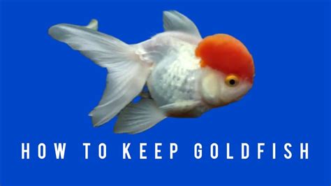 How To Keep Goldfish The Right Way Youtube