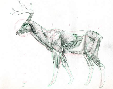 Deer Skeleton Study By Unamedking On Deviantart Animal Sketches