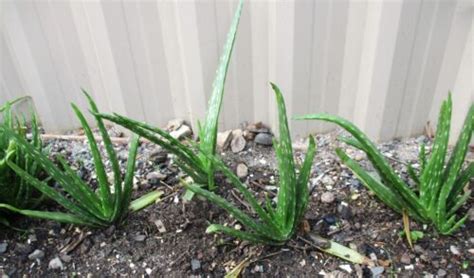 X Healthy Aloe Vera Plants Bare Rooted Organic About Cm To Cm