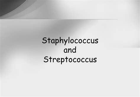 Ppt Staphylococcus And Streptococcus Powerpoint My XXX Hot Girl