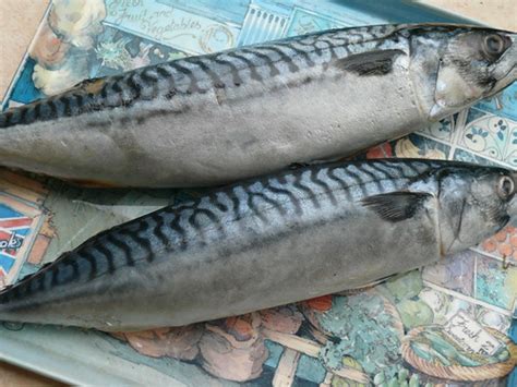See more ideas about saba fish recipe, fish recipes, fish. A Daily Obsession: Saba Mackerel With Miso