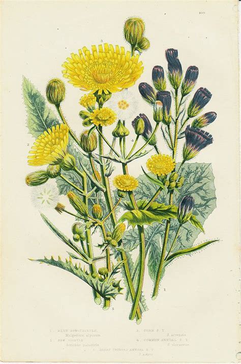 1870 Botanical Original Antique Print Of A Blue Sow Thistle Etsy