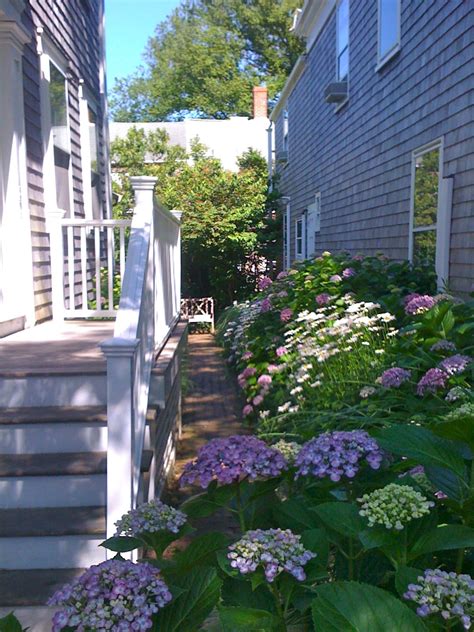 Hydrangea Path In Nantucket Beautiful Hydrangeas Beautiful Gardens