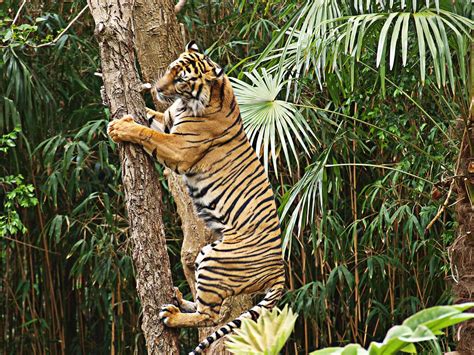 Tiger On Tree This Tiger Slowly Approached A Tree And All Flickr