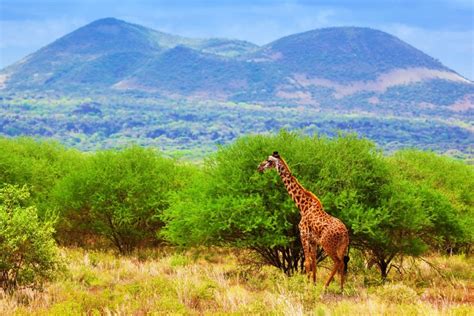 Tsavo East National Park Kenya Tsavo National Park Kenya Safaris