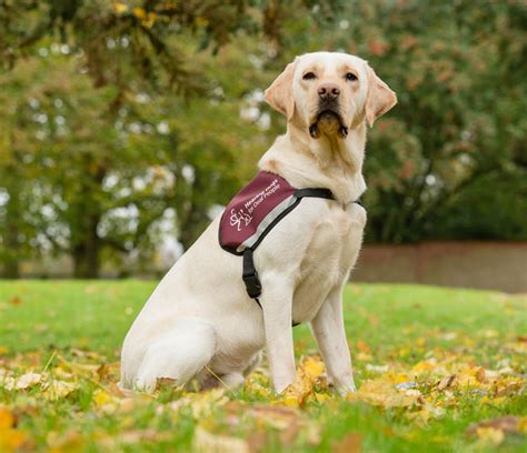 Organizations that can help include the united states. Apply for a hearing dog
