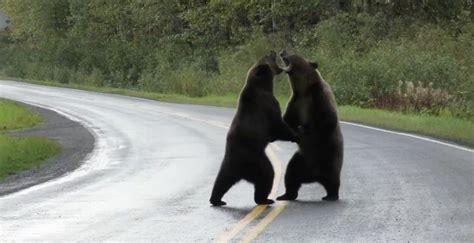Grizzly Bears Spotted Fighting In Northern Bc Video News