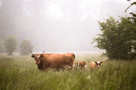 图片素材 树 性质 领域 农场 草地 草原 早上 花 野生动物 放牧 牧场 农业 栖息地 农村 自然环境