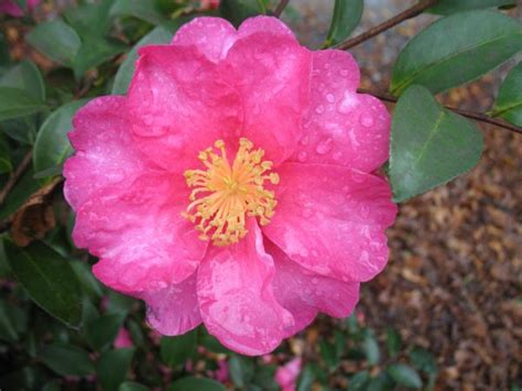 Sasanqua varieties are among the earliest flowering camellias, with first blooms appearing in october Camellia Sasanqua varieties and images