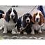 Basset Hound Dog History Health And Care  Animals Pedia