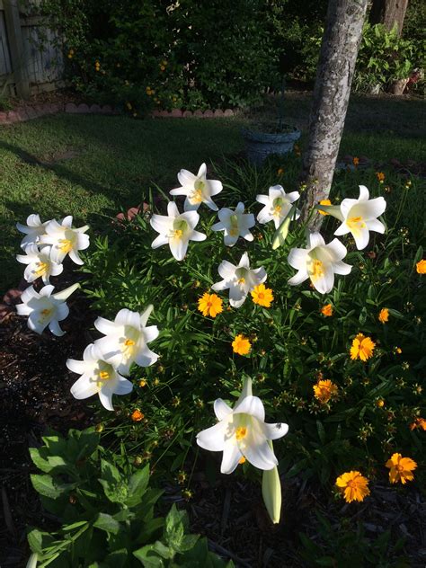 Easter Lilies Blooming In Dads Backyard Easter Lily Backyard Bloom