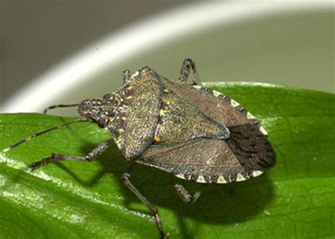 The brown marmolated stink bug´s native land is asia. Brown Marmorated Stink Bug - School IPM - USU Extension | USU